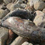 부산 바닷가 괴<b>생물</b>사체