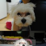 읽어주세요!!!(강남구 논현동 <b>거주</b>하시는분은 한번만 더읽어주세요!...