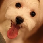 임신을 하면 꼭 반려<b>동물</b>을 다른 곳으로 보내야되나요?