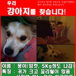 우리 아가 <b>몽이</b>를 찾아요 (대전/제발클릭한번만해주세요)