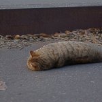 냥<b>충이</b>