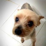 ☆☆☆★☆말티즈를 슈나우저 만드는 나의 능력☆★☆☆☆