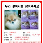 포항 쌍용사거리<b>부근</b> , 갈색 포메라니안 강아지 찾습니다~!!!!...