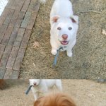 지랄견 코카에 반대합니다!!!!!!!!>0<!!!!!!!!!!!...