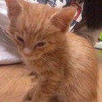 ■□사랑스럽지만 엽기적인 우리집 고양이□■