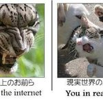 인터넷 vs <b>실제</b>생활