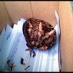 <b>야생</b> 부엉이 구조 하기 ㅡ.,ㅡ 정말 힘드네요!!(수정/사진첨부)