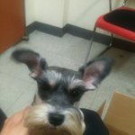 ★역삼역 주변 슈나우저 보호중입니다★