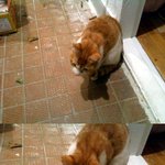 [사진有<b>or</b>사진뿐 ] 여왕냥 예삐의 우리집입성부터 출산이야기