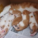 [사진有<b>or</b>사진뿐 ] 여왕냥 예삐의 아가냥들 이야기