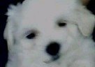 사진有●엄마가 된 우리집 막내 <b>몽실이</b>●