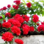 ※19<b>세미</b>만 출입금지※