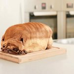 <b>식빵</b>이 개같아