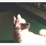 <b>실버</b>가있다면 우리집엔 갈버가~