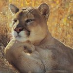 (여자분들 알아두세요)a형남자에대한글3