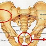 <b>치골</b>이 섹시하다고요? 이거보고 말씀하세요