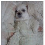 <b>이불</b>이 좋은 흰둥이