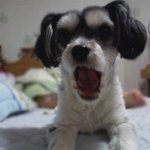 저희 강아지를위해 기도해주세요.(홍보아님)