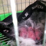 이거는 내 토끼다  (사진 有)