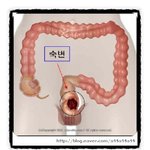 다이어트 하려거든 속부터 비워라 함초다이어트가 대세!