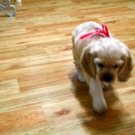 악마견 코카스파니엘 "루팡"과 나의이야기 사진<b>발사</b>