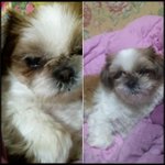 은평구 갈현동 좌월공원 근처 <b>시츄</b>를 찾아요