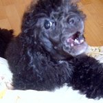 ★우리집개를 소개합니다 ★