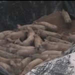 생매장 당하는 돼지들의 절규 "살려 주세요"