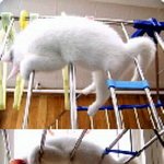 건조대 빨래 대신? <b>야옹</b>이~~~ ㅎㅎ