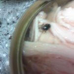 <b>동원</b> 순닭가슴살캔에서 파리가 나왔는데 ...사진有