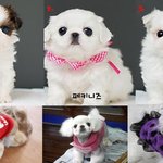 내일 강아지 <b>분양</b>받을건데 언니들 함 봐주세용