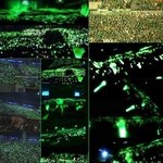 ●아이돌팬덤들의특징과히스토리●02