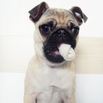 교훈,사진<b>you</b>) 개껌조심