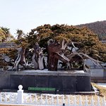 제주도 여행의 마지막이야기~아트랜드의 50억원 분재를 보다.