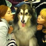 '시크릿' <b>징거</b>, 강아지보다 작은 얼굴