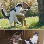 저희 집 고양이 <b>큰일</b> 났어요...
