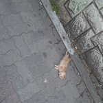 길고양이는 당신들의 장난감이 아닙니다.(사진有)