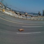 불쌍한...고라니..