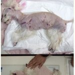 관심과 도움 부탁드립니다 .. 애견 미용 후 사망하였습니다