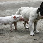 개<b>민망</b>.....아..........[사진有]