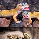 마니아시리즈 제8탄 도마뱀