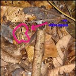 개구리찾기 뉴스에 개구리 찾아뜸!