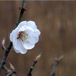 봄꽃축제가 가득한 "2011년 전국 봄꽃여행 총정리" 