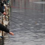 <b>화천</b> 산천어 루어낚시, 맨손잡기 