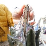 <b>화천</b> 산천어 루어낚시, 맨손잡기 