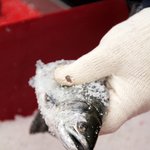 <b>화천</b> 산천어 루어낚시, 맨손잡기 