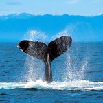 ★ [19금]  고래 2번 잡은 사나이ㅋㅋ ★