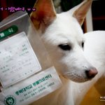 강아지에게 절대 뼈음식을 주지 마세요!!!