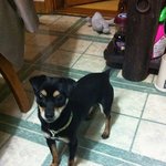 강아지와 서열싸움에서 졌습니다.......