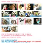 (사진有) 애견미용을 하는 우리이모는...